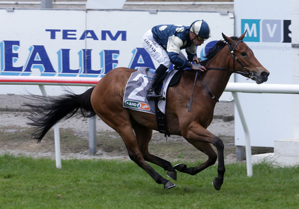 Pier claims a comprehensive victory in the Gr.2 AHD Hawke’s Bay Guineas (1400m) Photo credit: Trish Dunell