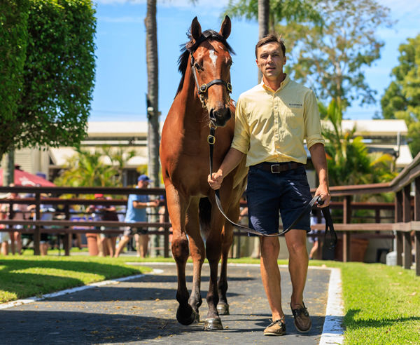 $800,000 Pierata filly from Loving Gaby - image grant Courtney 