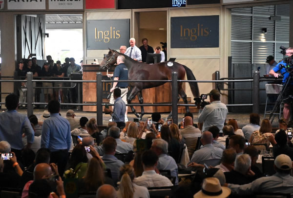 The Pierro filly from Winx enters the auditorium - image Steve Hart 