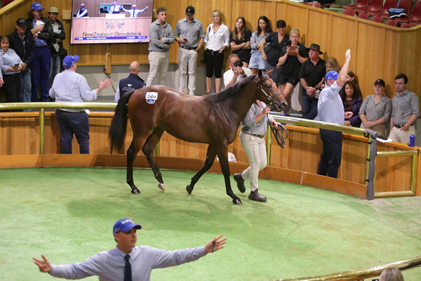 Lot 344, the Pierro half-sister to 14-time Group One winner Melody Belle, was purchased for $500,000 at Karaka on Monday. Photo: Trish Dunell