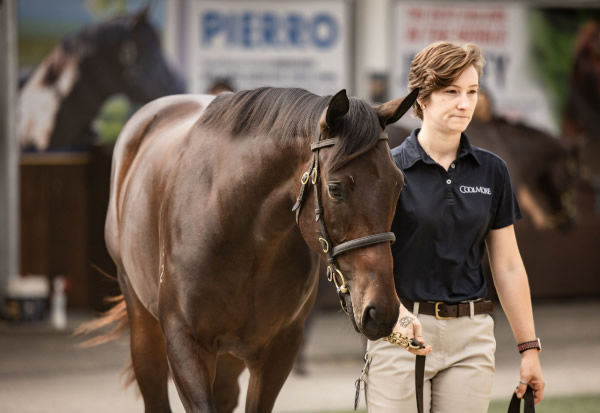 Lot 391 - Pierro filly from Wins - image Inglis