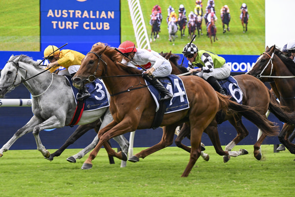 Piggyback arrives on the line to win the G3 Parramatta Cup - image Bradley Photos