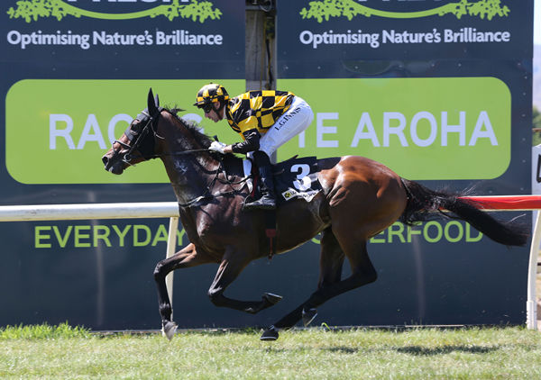 Gr.1 Vodafone New Zealand Derby (2400m) contender Pinarello breaks his maiden status with a comfortable win at Te Aroha Photo Credit: Trish Dunell