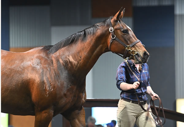 Piping Hot sold for $3million in foal to I Am Invincible - image MM