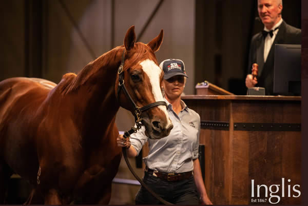 Pippie sold for $1.8 million and will join the Cressfield broodmare band.