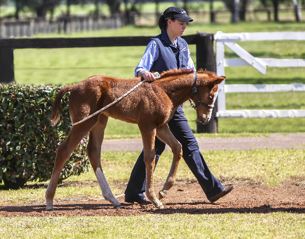 Sebring colt from Pine Away (USA) was a star at the Widden Stud open days in 2010. 