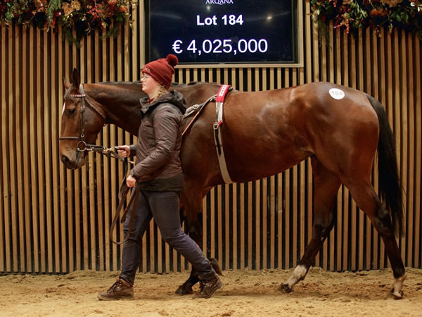 4 025 million Mare Lights Up Arqana Vente d levage Breednet