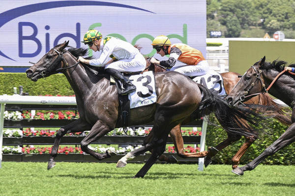 Plaintiff wins again at Randwick - image Bradley Photos