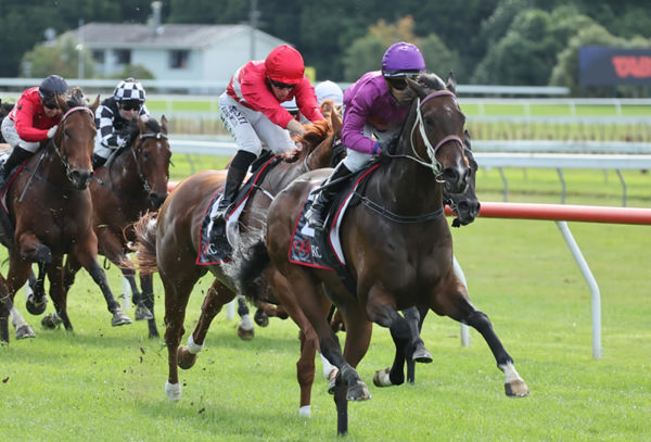 Platinum Attack winning the Listed City Of Napier Sprint (1200m). Photo: Peter Rubery (Race Images)