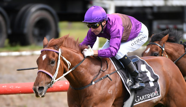 Platinum Pantheon will contest the Gr.3 Fred Best Classic (1400m) at Eagle Farm on Saturday. Photo: Race Images South