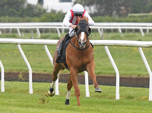 Exciting two-year-old Poetic Champion will contest Saturday's Listed Counties Challenge Stakes (1100m) at Pukekohe. Photo: Peter Rubery (Race Images Palmerston North)