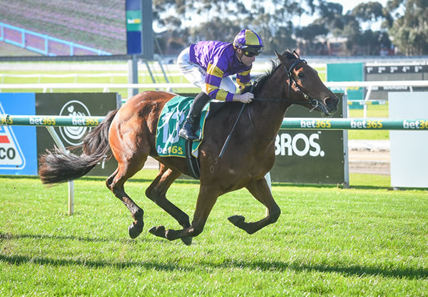 Perfect debut win for Poifect at Geelong! - image Reg Ryan - Racing Photos