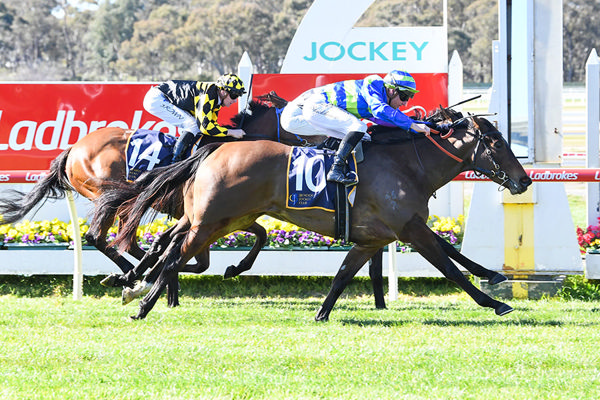 Stakes Placed Blue Point Filly Point Barrow Breaks Her Maiden - Image  Brett Holburt/Racing Photos