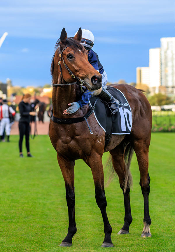 Point Nepean has secured his start in the Melbourne Cup - image Grant Courtney