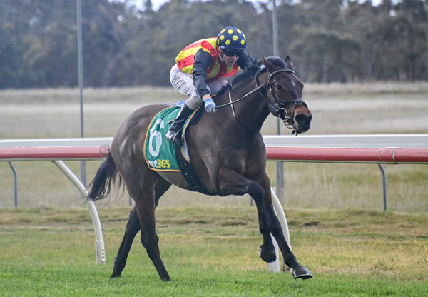 He's a man on a mission - Port Louis wins at Murtoa - image Brendan McCarthy / Racing Photos