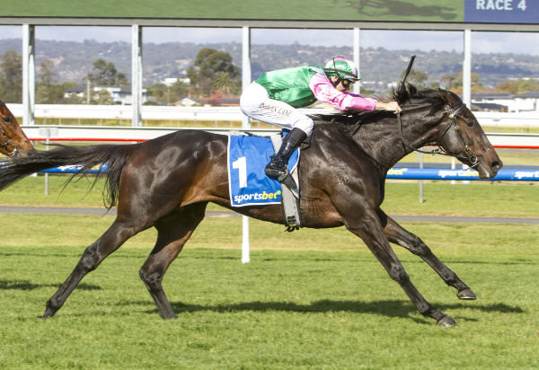 Positivity powers to victory in the SA Fillies Classic (2500m) at Morphettville Photo: Atkins Photography 