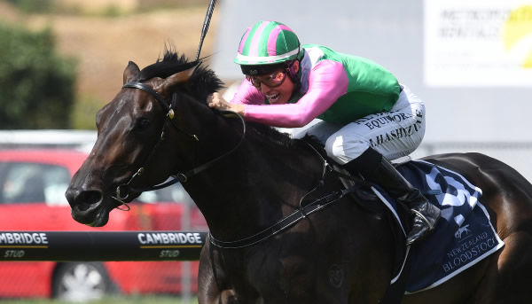 Positivity and Good Oil have made their way across the Tasman to join trainer Andrew Forsman's Flemington barn.   Photo: Kenton Wright (Race Images)
