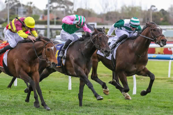 Positivity (centre) winning the Gr.3 MRC Foundation Cup (2000m).  Photo: Bruno Cannatelli