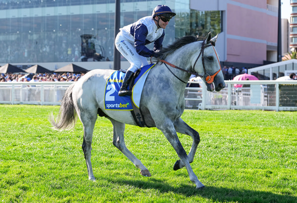 Presage Nocturne (IRE) is a gorgeous grey by Wootton Bassett - image Racing Photos 