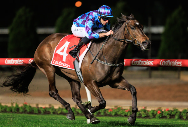 Pride of Jenni was foaled in Australia, but bred by Trelawney Stud - image Grant Courtney