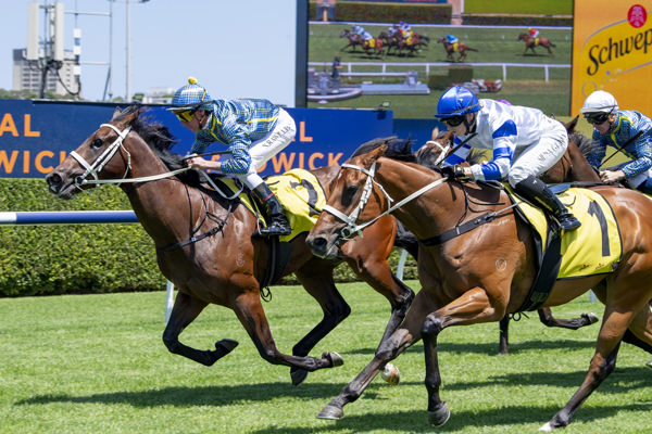 Prince Charge randwick