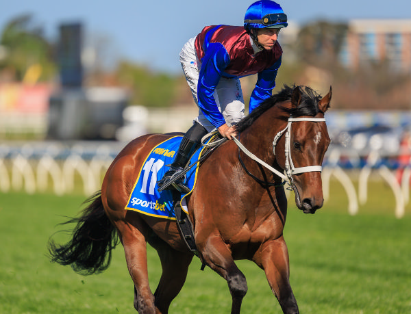 Private Life is the third G1 winner to come from Written Tycoon's line season at Arrowfield Stud - image Grant Courtney