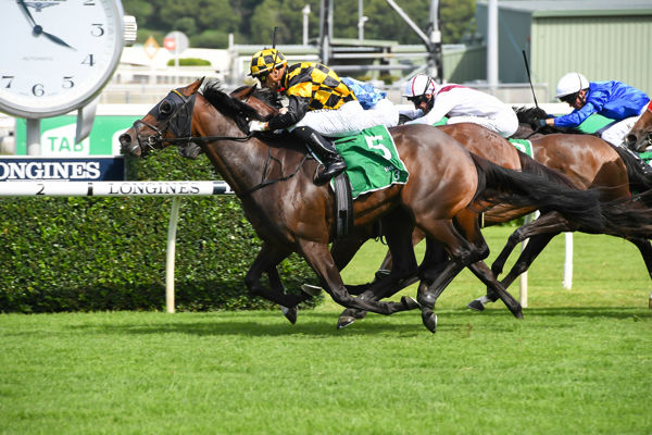 Probabeel finishes best in Surround Stakes - image Steve Hart