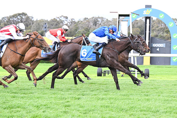 Godolphin's Proficient Gets her Head Down On Debut To Win - Image Pat Scala/Racing Photos