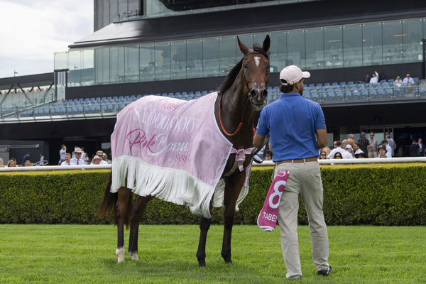 Profiteer filly Profitabelle picked up the Pink Bonus - image Bradley Photos 
