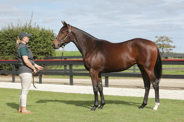 $105,000 Proisir filly from Rose's Girl