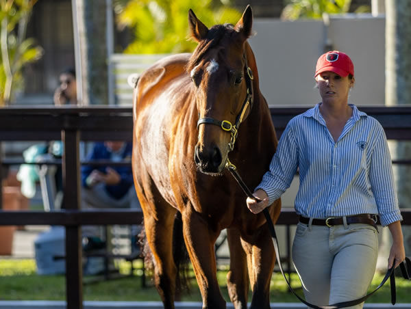 Rosemont say goodbye to Promise of Success after she sold for $1.35 million - image MM  
