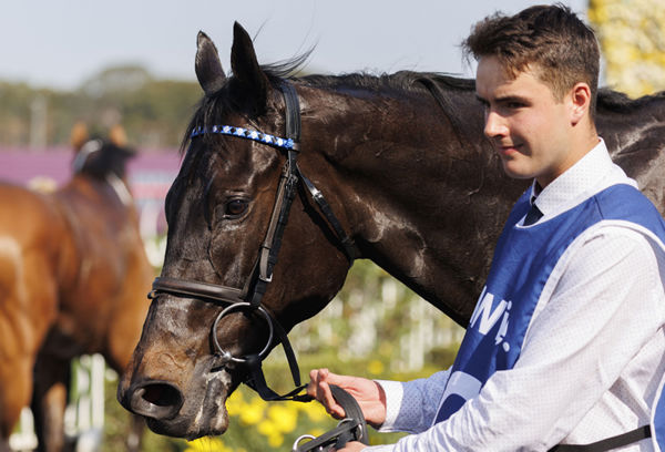 "Protagonist is the first stakes-winner for Wootton Bassett in Australia - image Steve Hart