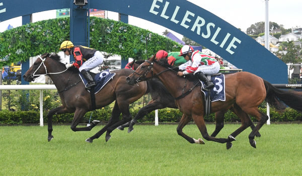 Exciting mare Provence winning the Westbury Stud Royal Descent Stakes (1400m) at Ellerslie on Boxing Day.   Photo: Kenton Wright (Race Images)