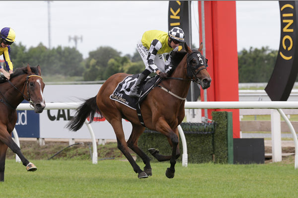 Prowess dominates at the finish of the Gr.2 Jamieson Park Auckland Guineas (1600m) Photo Credit: Trish Dunell  Prowess and Warren Kennedy return 