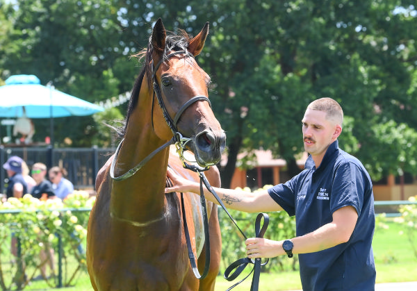 Pula is a filly going places - image Bret Holburt / Racing Photos