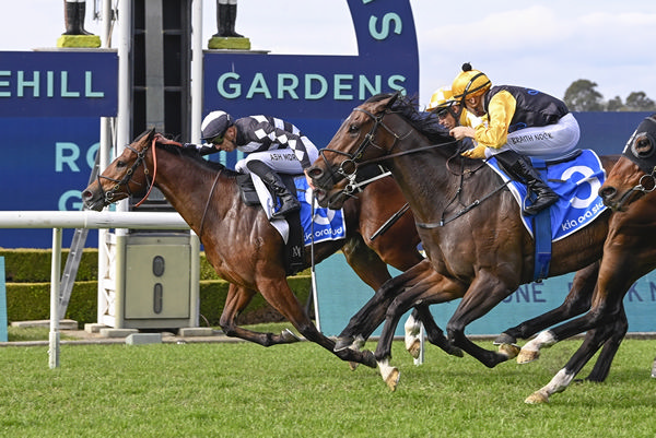 Puntin (closest to the rail) digs deep to win the Captivant @ Kia Ora Handicap at Rosehill Gardens.   Photo: Bradley Photos