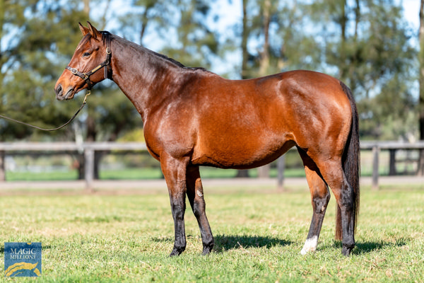 Pure Purity was purchased for $140,000 from the MM National Broodmare Sale carrying Pure Excess.
