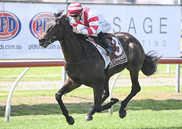 Pushy, a three-year-old son of Time Test, skips clear at Newcastle on Friday Photo: Bradleyphotos.com.au 
