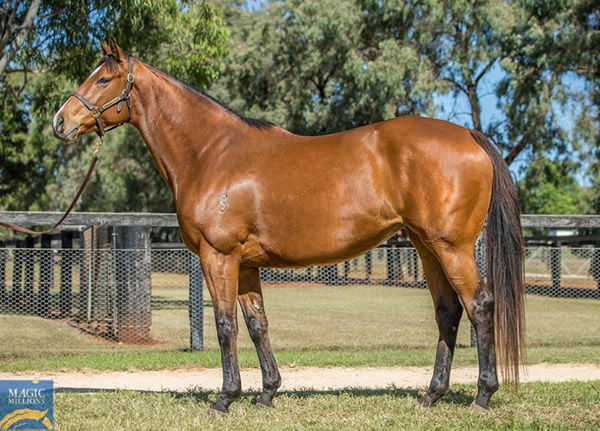 Qafila sold for $2million in foal to Dundeel, she might be carrying a star of the future!