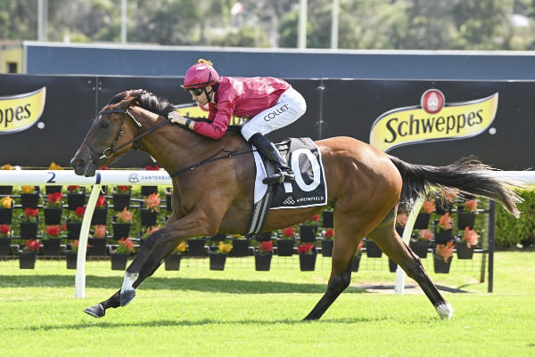 Qatars Choice was a touch of class at Canterbury on New Year's Day - image Bradley Photography