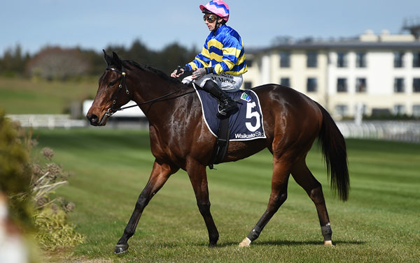 Quantum Legend winning The Banquo 3YO (1200m) at Te Rapa on Saturday.  Photo: Kenton Wright (Race Images)