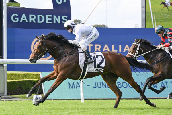 Queen of Clubs is chasing her first stakes win - image Bradley Photos