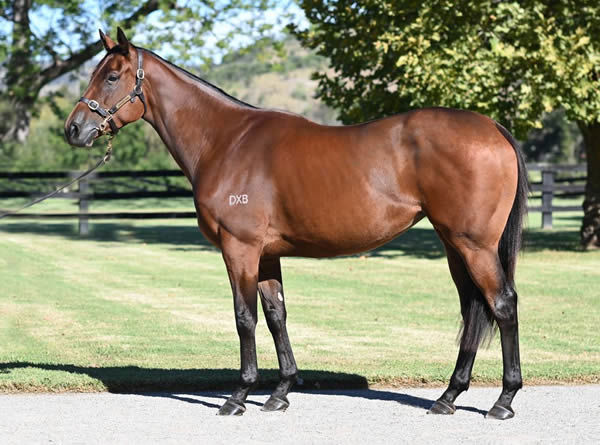 Lot 64 - Queen of Dubai