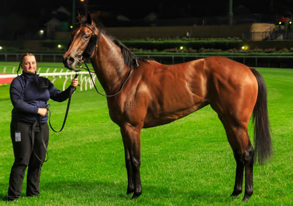 Queen of the Ball is a homebred for Go Bloodstock - image Grant Courtney