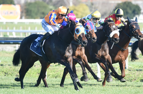 Quintessa winning the Gr.3 Gold Trail Stakes (1200m) at Hastings on Saturday. Photo: Peter Rubery (Race Images Palmerston North)