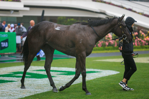 Calamari Ring Could Be Aimed Towards The G1 Blue Diamond Stakes - Image Grant Courtney