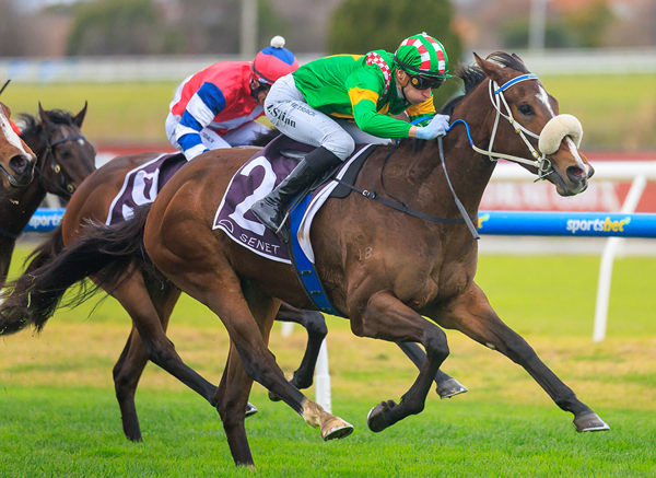 Ole Kirk's First Crop Daughter Ole Dancer Remains Unbeaten - Image Grant Courtney
