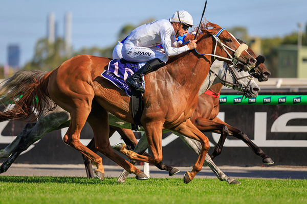 Paradise City Is One Of 43 Stakes Winner For Deep Field - Image Grant Courtney