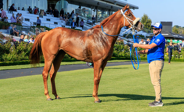 After Breaking Through At Black Type Level, Surely Paradise City Will Chase Further Stakes Races - Image Grant Courtney