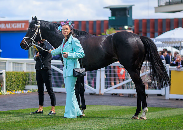 Will Brayden Star Back Up IN The Caulfield Cup? Image Grant Courtney